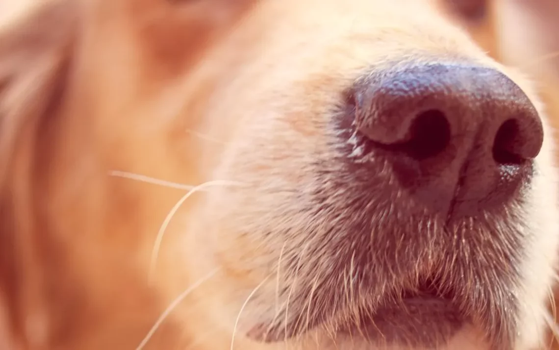 animal de assistência, cachorro de serviço