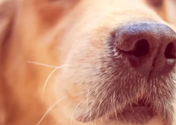 animal de assistência, cachorro de serviço