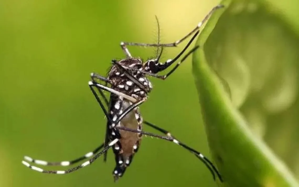 episódios de dengue, infecções pela doença, casos de dengue, óbitos confirmados, vacina contra a dengue