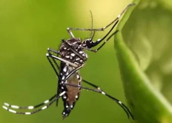 episódios de dengue, infecções pela doença, casos de dengue, óbitos confirmados, vacina contra a dengue