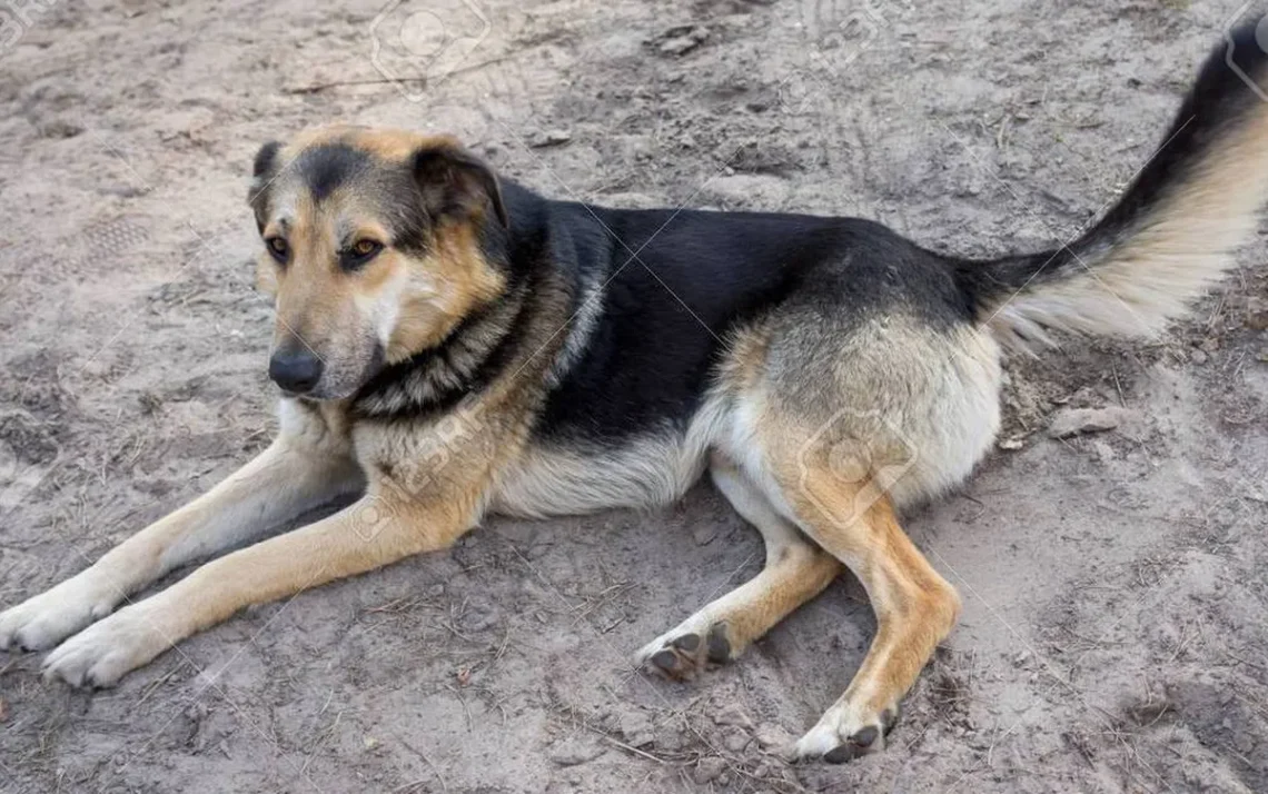 animal de rua, cachorro abandonado, cão de rua