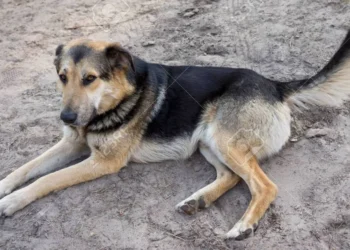 animal de rua, cachorro abandonado, cão de rua