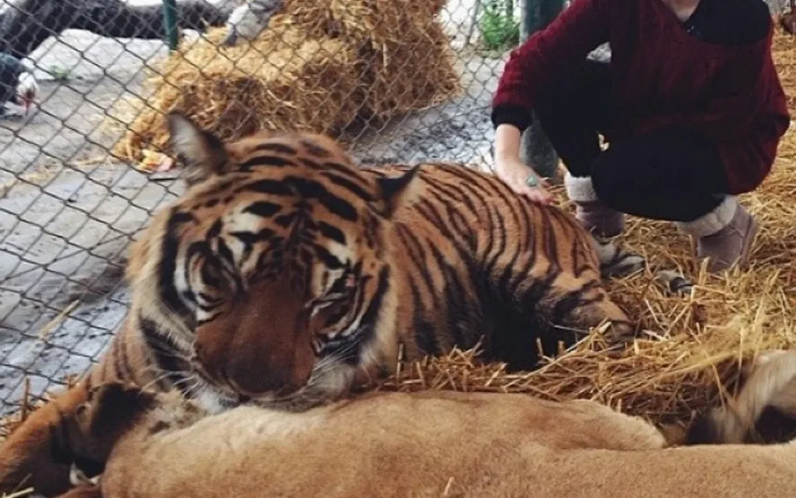 parque zoológico, reserva de animais, jardim zoológico