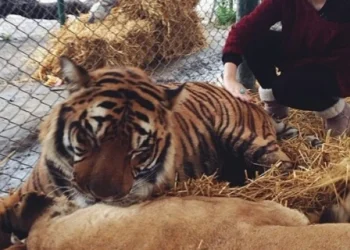 parque zoológico, reserva de animais, jardim zoológico