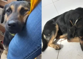 cachorro, cão-de-estimação, canino;