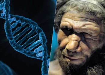 homem de Neandertal, genes neandertais, nossos antepassados Neandertais;