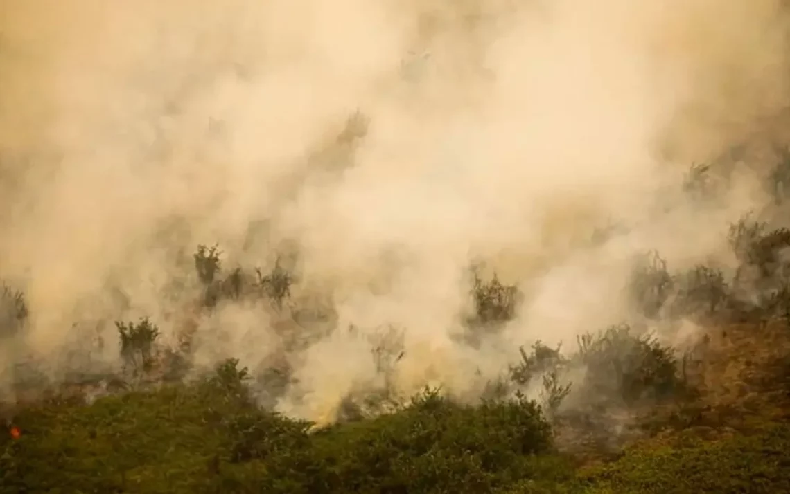 bioma, região, área;