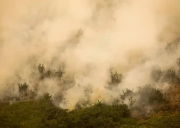 bioma, região, área;