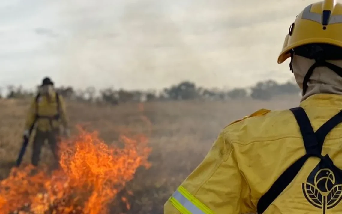 combatentes-de-incêndios, florestais, profissionais-de-combate, trabalhadores-de-prevenção, florestais;