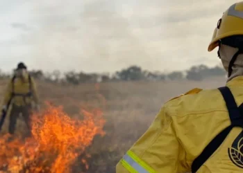 combatentes-de-incêndios, florestais, profissionais-de-combate, trabalhadores-de-prevenção, florestais;