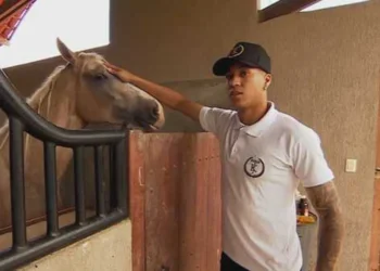 animais, bichos, potro, garanhão, matriz;