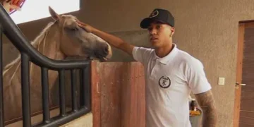 animais, bichos, potro, garanhão, matriz;