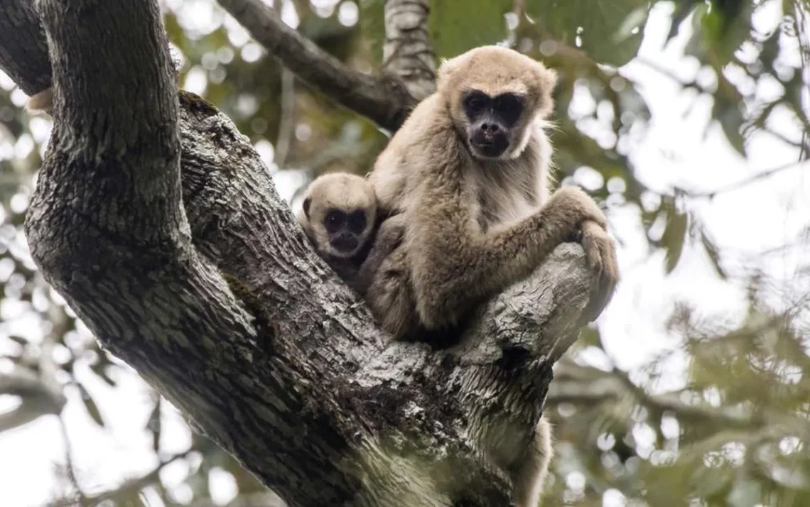 macaquinho, primata, brasileiro;