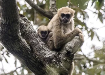 macaquinho, primata, brasileiro;