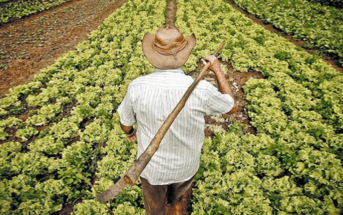 contrato de arrendamento, locação rural, arrendamento rural;