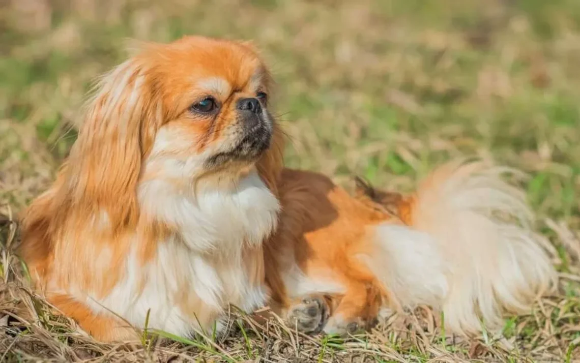 cão, cachorro;