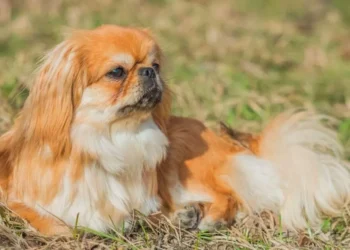 cão, cachorro;