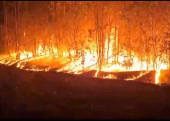 fogo, queimadas, incêndio florestal;