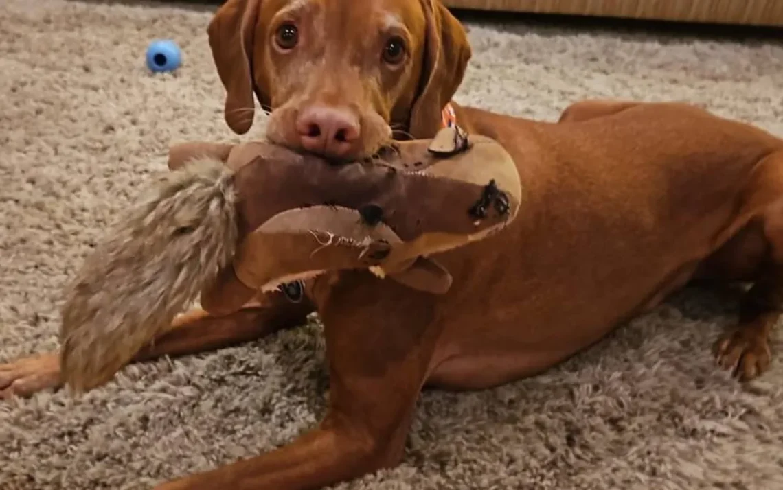 cachorros, caninos, animais de estimação;