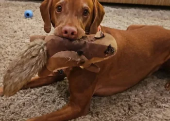 cachorros, caninos, animais de estimação;