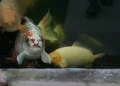 carpa, koi;