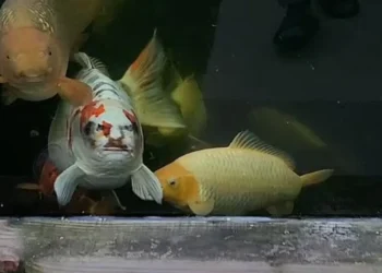 carpa, koi;