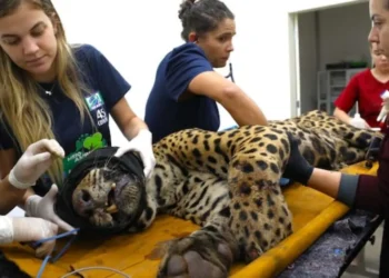 felino, animal silvestre;