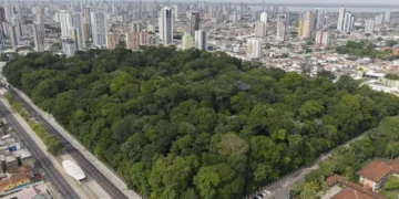 vegetação, floresta, reflorestamento, urbanização;