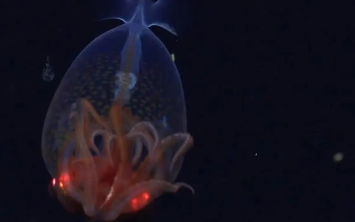 lula-gigante, Mesonychoteuthis hamiltoni;