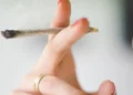 cannabis, droga, psicodélico, substância, planta;