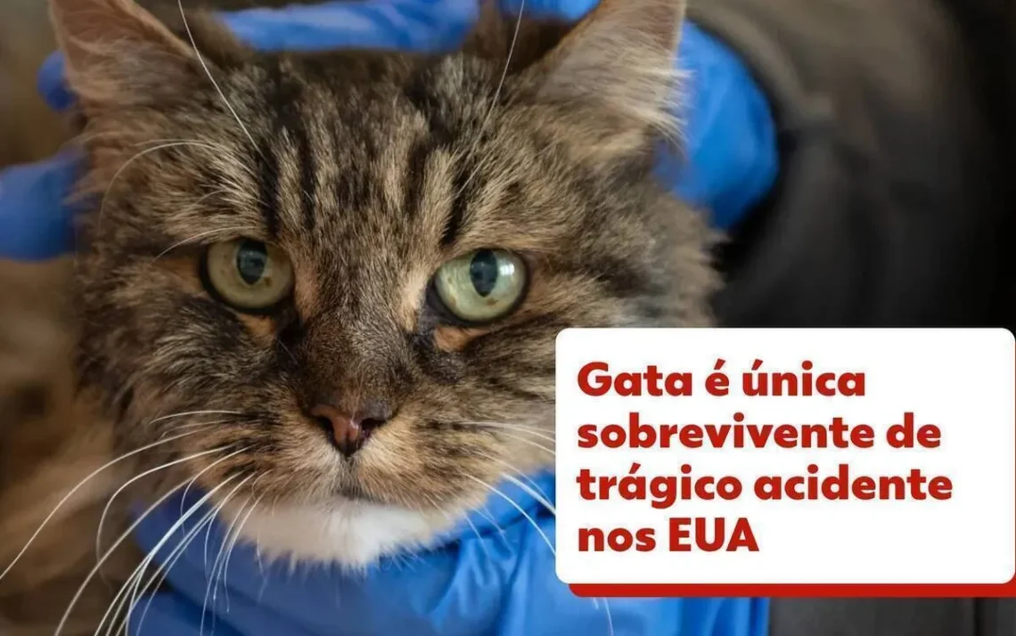 vencedor, superavitário, resgatado;