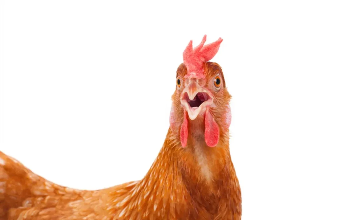 doença aviária, infecção aviária, gripe das aves;