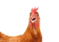 doença aviária, infecção aviária, gripe das aves;