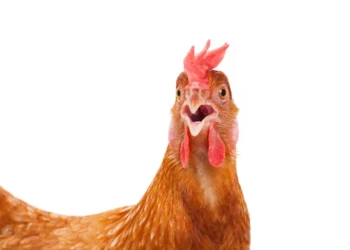 doença aviária, infecção aviária, gripe das aves;