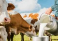 alimento básico, produto lácteo';