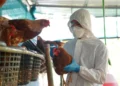 influenza, doença viral;