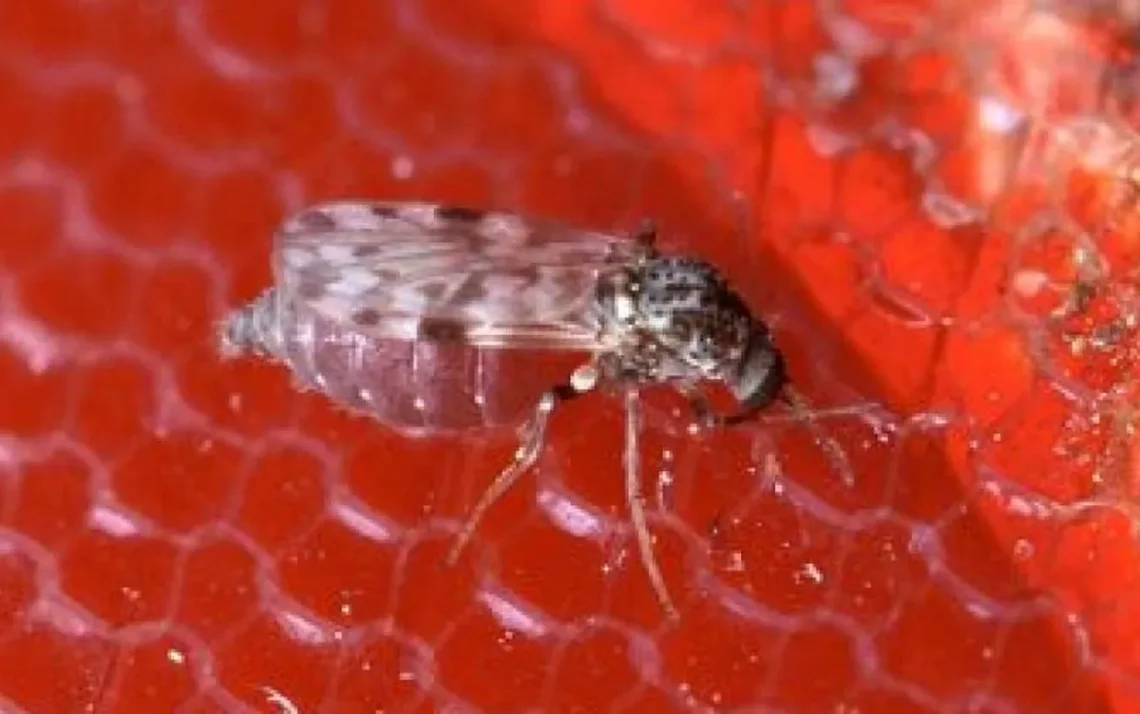 infecção, doença, vírus';