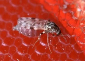 infecção, doença, vírus';