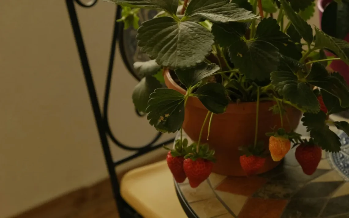 frutas, plantas';