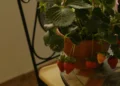 frutas, plantas';
