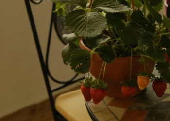 frutas, plantas';