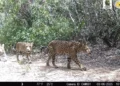 felino, animal selvagem, predador';